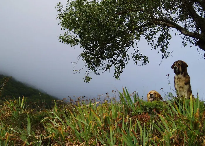 Gospodarstwo wiejskie Entre Babia Y La Luna *